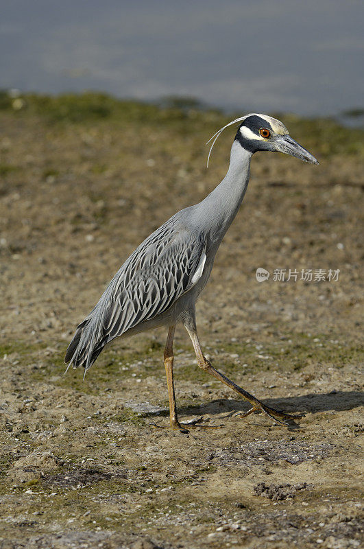 黄冠夜鹭，紫锥菊;Nycticorax violacea;丁达林国家野生动物保护区，萨尼贝尔岛，佛罗里达州